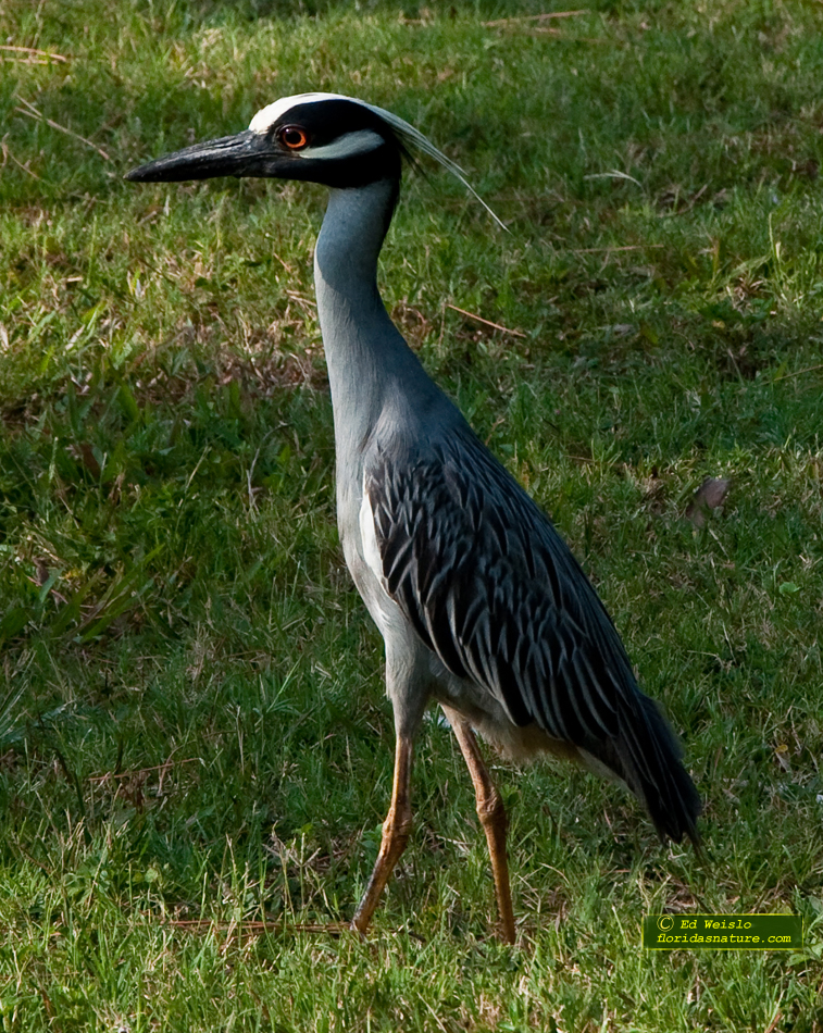 yellow-crowned-night-heron-nyctanassa-violacea